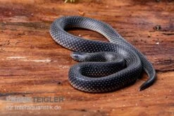 Meleagris-Schlange, Prosymna Meleagris -Zubehör für Haustieraquarien Meleagris Schlange Prosymna meleagris 03