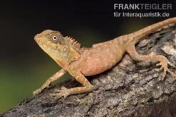 Nackenstachler, Acanthosaura Capra 5 Nackenstachler, Acanthosaura Capra -Zubehör für Haustieraquarien Nackenstachler Acanthosaura capra 3