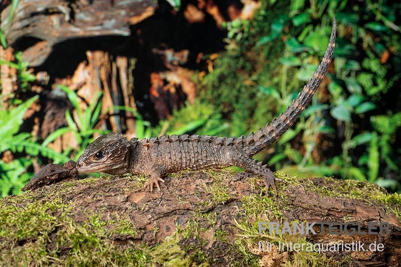 Neuguinea-Helmskink, Tribolonotus Novaeguineae 2 Neuguinea-Helmskink, Tribolonotus Novaeguineae – Bild 2