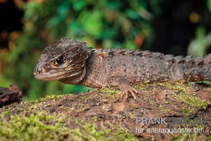 Neuguinea-Helmskink, Tribolonotus Novaeguineae 1 Neuguinea-Helmskink, Tribolonotus Novaeguineae