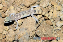 Nördlicher Sandgecko, Tropiocolotes Tripolitanus 7 Nördlicher Sandgecko, Tropiocolotes Tripolitanus -Zubehör für Haustieraquarien Noerdlicher Sandgecko Tropiocolotes tripolitanus 3