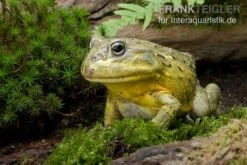 Afrikanischer Ochsenfrosch, Pyxicephalus Adspersus 6 Afrikanischer Ochsenfrosch, Pyxicephalus Adspersus -Zubehör für Haustieraquarien Ochsenfrosch Pyxicephalus adspersus 3