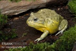 Afrikanischer Ochsenfrosch, Pyxicephalus Adspersus 7 Afrikanischer Ochsenfrosch, Pyxicephalus Adspersus -Zubehör für Haustieraquarien Ochsenfrosch Pyxicephalus adspersus 4