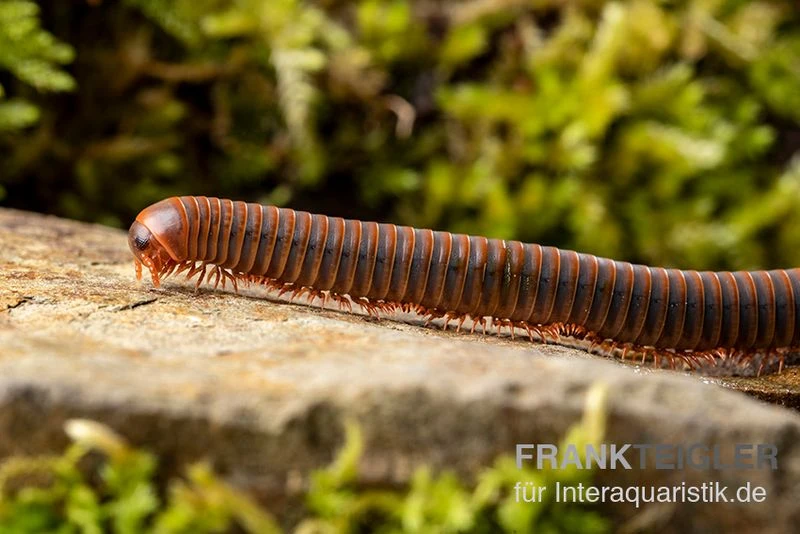 Orangener Piphun-Tausendfüßer, Spirobolus Sp. “Orange Piphun” 3 Orangener Piphun-Tausendfüßer, Spirobolus Sp. “Orange Piphun” – Bild 3