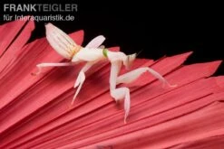 Orchideenmantis, Hymenopus Coronatus -Zubehör für Haustieraquarien Orchideenmantis Hymenopus coronatus 2