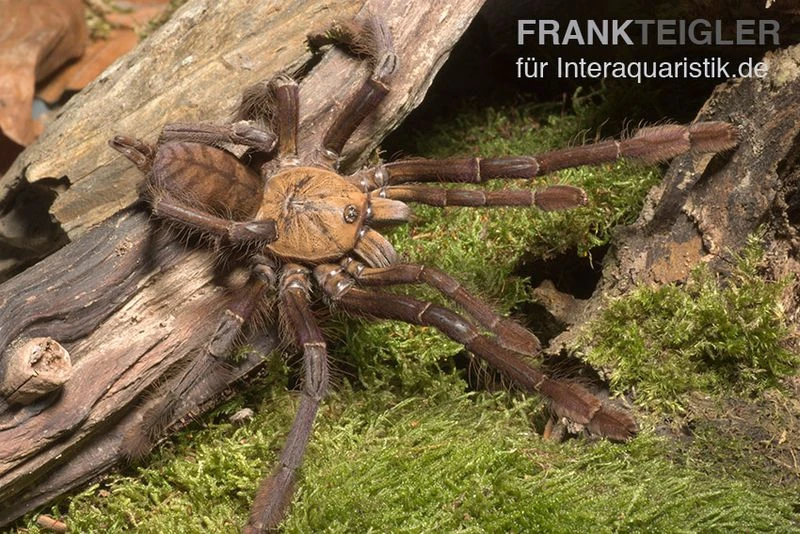 Paganus-Vogelspinne, Cyriopagopus Schioedtei 1 Paganus-Vogelspinne, Cyriopagopus Schioedtei