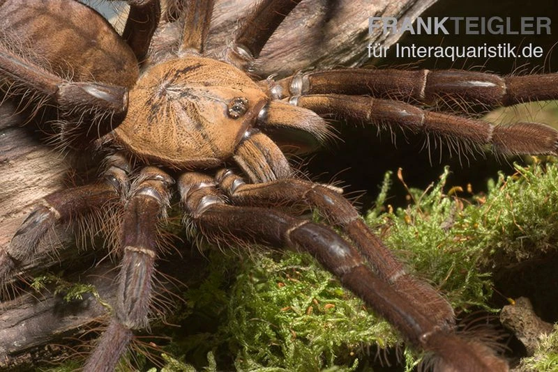 Paganus-Vogelspinne, Cyriopagopus Schioedtei 2 Paganus-Vogelspinne, Cyriopagopus Schioedtei – Bild 2