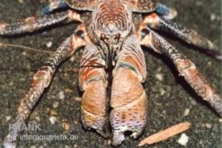 Zubehör für Haustieraquarien 9 Palmendieb, Birgus Latro