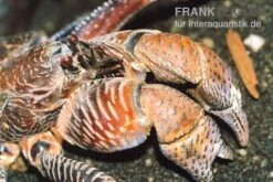 Zubehör für Haustieraquarien -Zubehör für Haustieraquarien Palmendieb Birgus latro 02