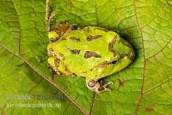 Pazifischer Hornfrosch, Ceratophrys Stolzmanni 5 Pazifischer Hornfrosch, Ceratophrys Stolzmanni -Zubehör für Haustieraquarien Pazifischer Hornfrosch Ceratophrys stolzmanni 3