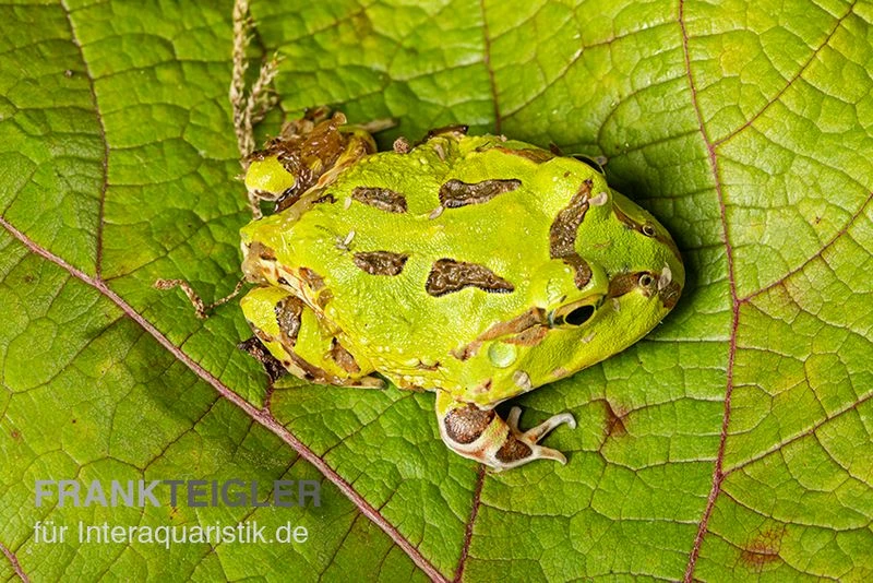 Pazifischer Hornfrosch, Ceratophrys Stolzmanni 3 Pazifischer Hornfrosch, Ceratophrys Stolzmanni – Bild 3