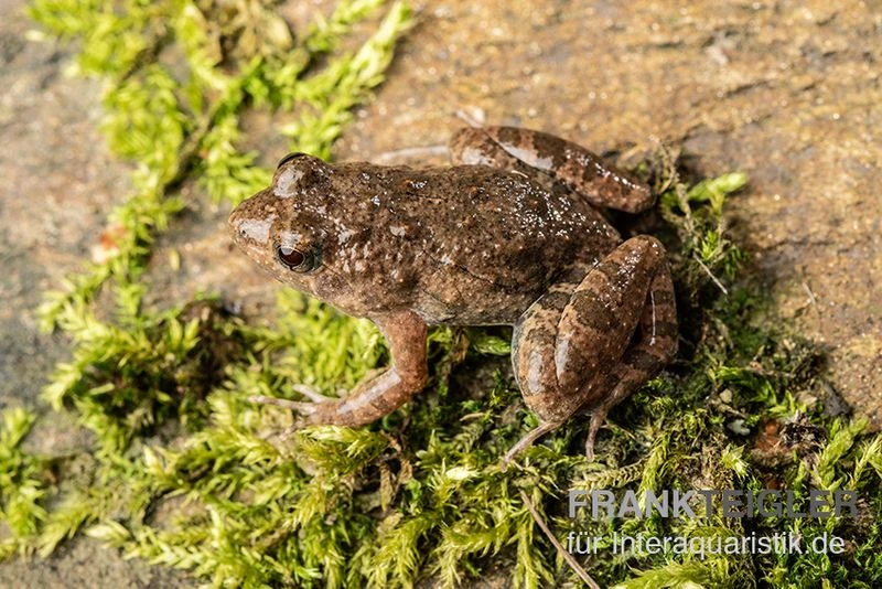Pfützenfrosch, Phrynobatrachus Calcaratus 1 Pfützenfrosch, Phrynobatrachus Calcaratus