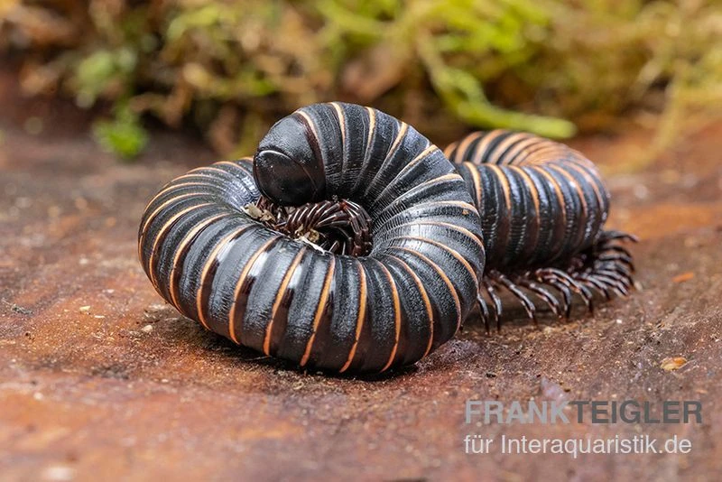 Pink Gestreifter Tausendfüßer, Odontostreptus Sjoestedti 1 Pink Gestreifter Tausendfüßer, Odontostreptus Sjoestedti