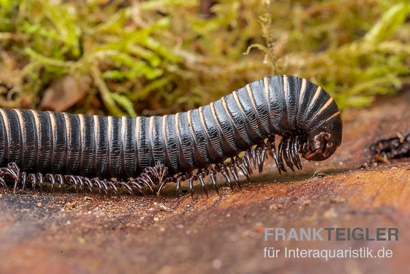 Pink Gestreifter Tausendfüßer, Odontostreptus Sjoestedti 2 Pink Gestreifter Tausendfüßer, Odontostreptus Sjoestedti – Bild 2