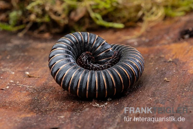 Pink Gestreifter Tausendfüßer, Odontostreptus Sjoestedti 3 Pink Gestreifter Tausendfüßer, Odontostreptus Sjoestedti – Bild 3