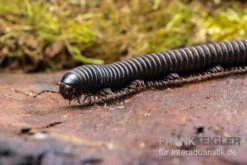Pink Gestreifter Tausendfüßer, Odontostreptus Sjoestedti 8 Pink Gestreifter Tausendfüßer, Odontostreptus Sjoestedti -Zubehör für Haustieraquarien Pink gestreifter Tausendfuesser Odontostreptus sjoestedti 4