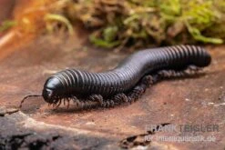 Pink Gestreifter Tausendfüßer, Odontostreptus Sjoestedti 9 Pink Gestreifter Tausendfüßer, Odontostreptus Sjoestedti -Zubehör für Haustieraquarien Pink gestreifter Tausendfuesser Odontostreptus sjoestedti 5
