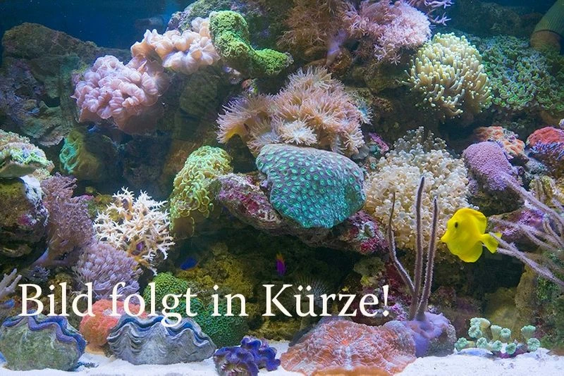 Purpurea-Achatschnecke, Archachatina Purpurea 1 Purpurea-Achatschnecke, Archachatina Purpurea