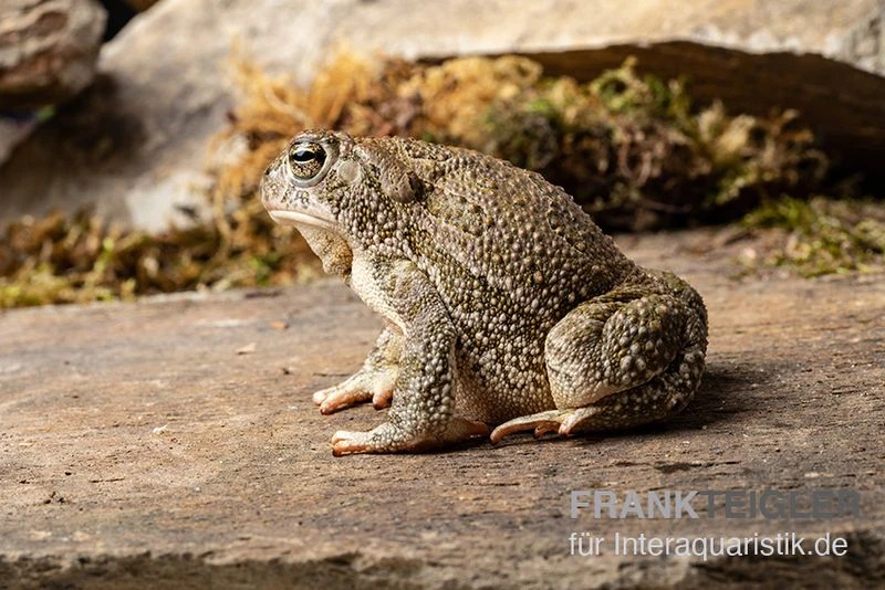 Präriekröte, Bufo Cognatus 2 Präriekröte, Bufo Cognatus – Bild 2