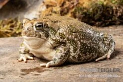 Präriekröte, Bufo Cognatus 5 Präriekröte, Bufo Cognatus -Zubehör für Haustieraquarien Praeriekroete Bufo cognatus 3