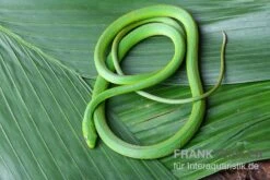 Raue Grasnatter, Opheodrys Aestivus -Zubehör für Haustieraquarien Raue Grasnatter Opheodrys aestivus 3