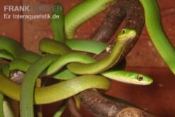 Raue Grasnatter, Opheodrys Aestivus -Zubehör für Haustieraquarien Raue Grasnatter Opheodrys aestivus 5