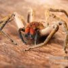 Red Fang Spider, Piloctenus Haematostoma