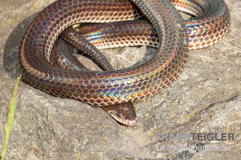 Regenbogenschlange, Xenopeltis Unicolor 1 Regenbogenschlange, Xenopeltis Unicolor