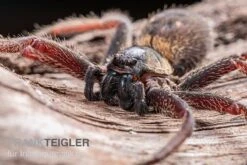 Riesenkrabbenspinne, Heteropoda Sp. Indonesien 01 6 Riesenkrabbenspinne, Heteropoda Sp. Indonesien 01 -Zubehör für Haustieraquarien Riesenkrabbenspinne Heteropoda sp Indonesien 03