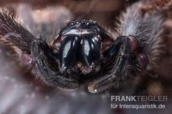 Riesenkrabbenspinne, Heteropoda Sp. Indonesien 01 7 Riesenkrabbenspinne, Heteropoda Sp. Indonesien 01 -Zubehör für Haustieraquarien Riesenkrabbenspinne Heteropoda sp Indonesien 04