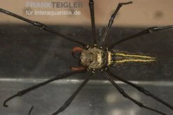 Riesenradnetzspinne, Nephila Maculata -Zubehör für Haustieraquarien Riesenradnetzspinne Nephila maculata