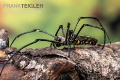 Riesenradnetzspinne, Nephila Maculata -Zubehör für Haustieraquarien Riesenradnetzspinne Nephila maculata 5