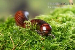 Riesiger Feuer-Tausendfüßer, Pelmatojulus Excisus -Zubehör für Haustieraquarien Riesiger Feuer Tausendfuesser Pelmatojulus excisus 3