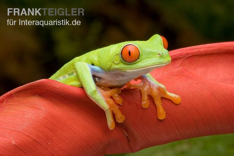Rotaugenlaubfrosch, Agalychnis Callidryas DNZ 3 Rotaugenlaubfrosch, Agalychnis Callidryas DNZ – Bild 3