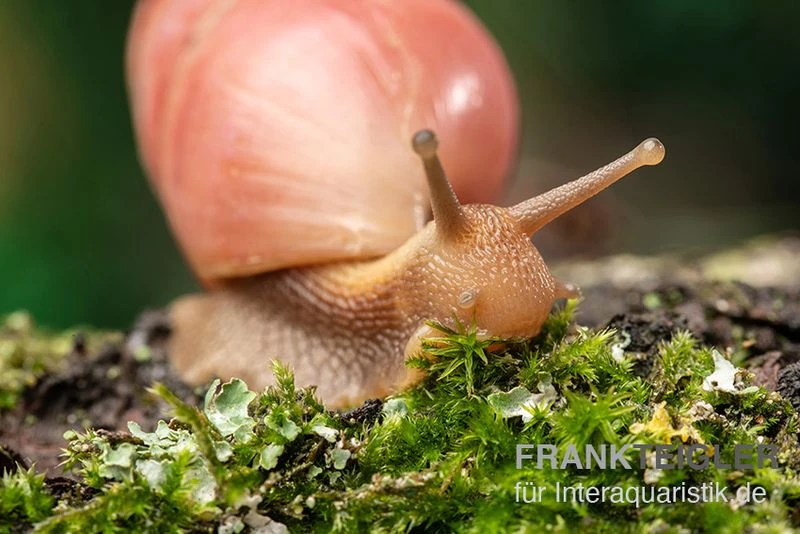 Rote Hausschnecke, Limicolaria Sp. "Deep Red" 4 Rote Hausschnecke, Limicolaria Sp. "Deep Red" – Bild 4