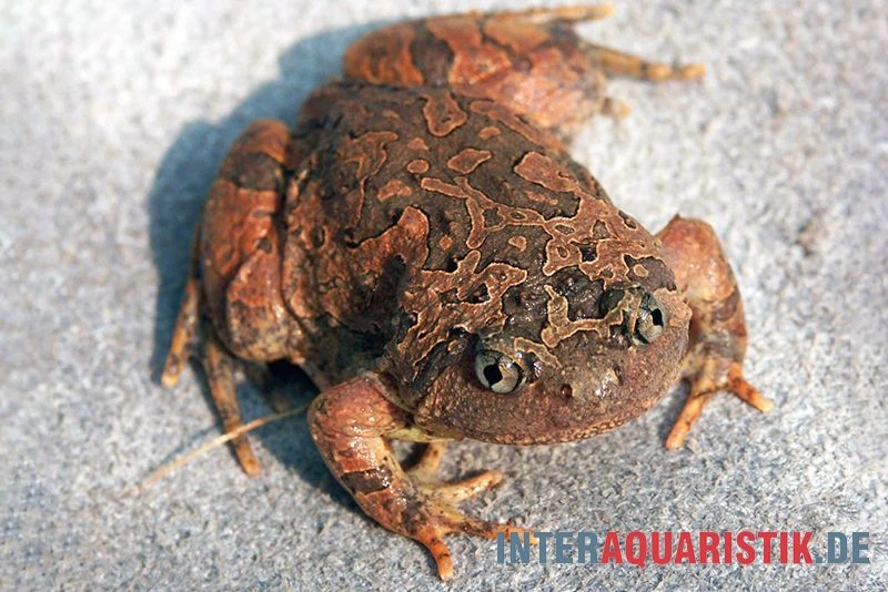 Roter Malaysischer Ochsenfroch, Calluella Guttulata 1 Roter Malaysischer Ochsenfroch, Calluella Guttulata