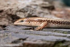 Roter Togo-Skink, Mabuya Perrotetii 7 Roter Togo-Skink, Mabuya Perrotetii -Zubehör für Haustieraquarien Roter Togo Skink Mabuya perrotetii 1