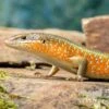 Roter Togo-Skink, Mabuya Perrotetii
