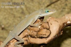 Rotkehlanolis, Anolis Carolinensis -Zubehör für Haustieraquarien Rotkehlanolis Anolis carolinensis 3
