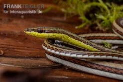 Sandrenn-Natter, Psammophis Elegans -Zubehör für Haustieraquarien Sandrenn Natter Psammophis elegans 03