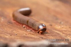 Satun-Tausendfüßer, Spirobolus Sp. "Satun" 5 Satun-Tausendfüßer, Spirobolus Sp. "Satun" -Zubehör für Haustieraquarien Satun Tausendfuesser Spirobolus sp Satun 3