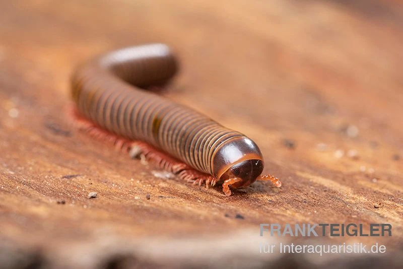 Satun-Tausendfüßer, Spirobolus Sp. "Satun" 3 Satun-Tausendfüßer, Spirobolus Sp. "Satun" – Bild 3