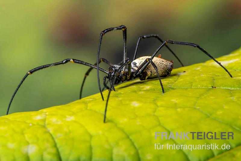 Schwarze Seidenspinne, Nephila Kuhlii 2 Schwarze Seidenspinne, Nephila Kuhlii – Bild 2