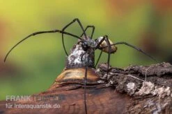 Schwarze Seidenspinne, Nephila Kuhlii 5 Schwarze Seidenspinne, Nephila Kuhlii -Zubehör für Haustieraquarien Schwarze Seidenspinne Nephila kuhlii 3