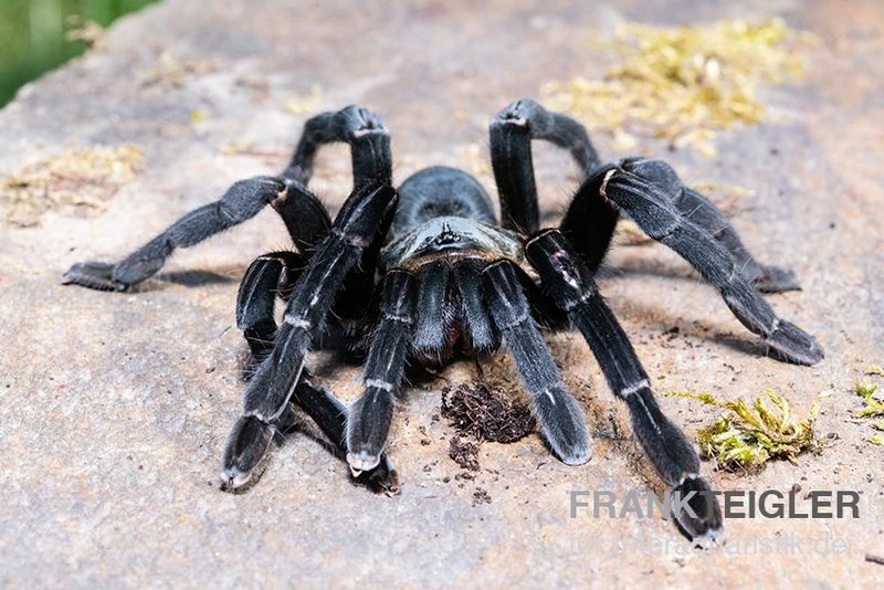 Schwarze Thai-Vogelspinne, Cyriopagopus Minax XL 2 Schwarze Thai-Vogelspinne, Cyriopagopus Minax XL – Bild 2