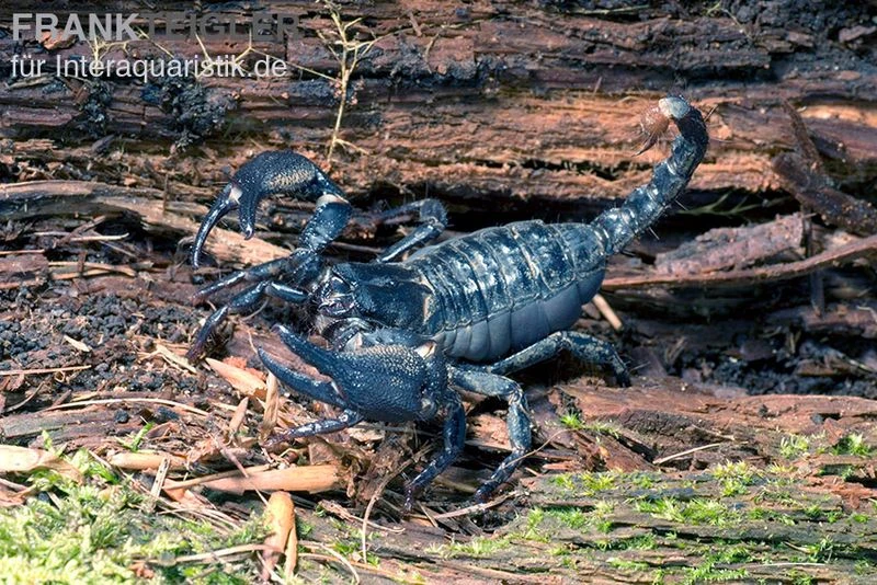 Schwarzer Asiaskorpion, Heterometrus Cyaneus 1 Schwarzer Asiaskorpion, Heterometrus Cyaneus