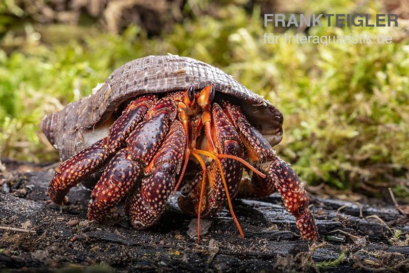 Schwarzer Landeinsiedlerkrebs, Coenobita Sp. Black (Größe XL) 1 Schwarzer Landeinsiedlerkrebs, Coenobita Sp. Black (Größe XL)