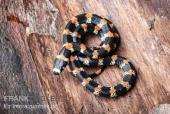 Schwarzgebänderte Wühltrugnatter, Scolecophis Atrocinctus -Zubehör für Haustieraquarien Schwarzgebaenderte Wuehltrugnatter Scolecophis atrocinctus 3