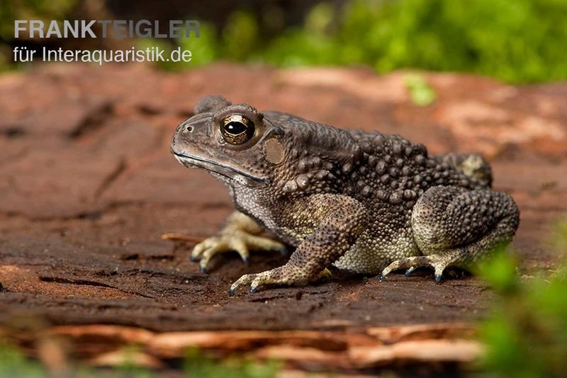 Schwarznarbenkröte, Bufo Melanostictus 2 Schwarznarbenkröte, Bufo Melanostictus – Bild 2
