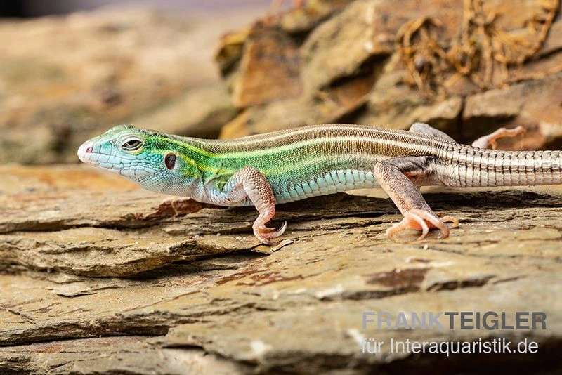 Sechsstreifen-Rennechse, Aspidoscelis Sexlineatus 1 Sechsstreifen-Rennechse, Aspidoscelis Sexlineatus